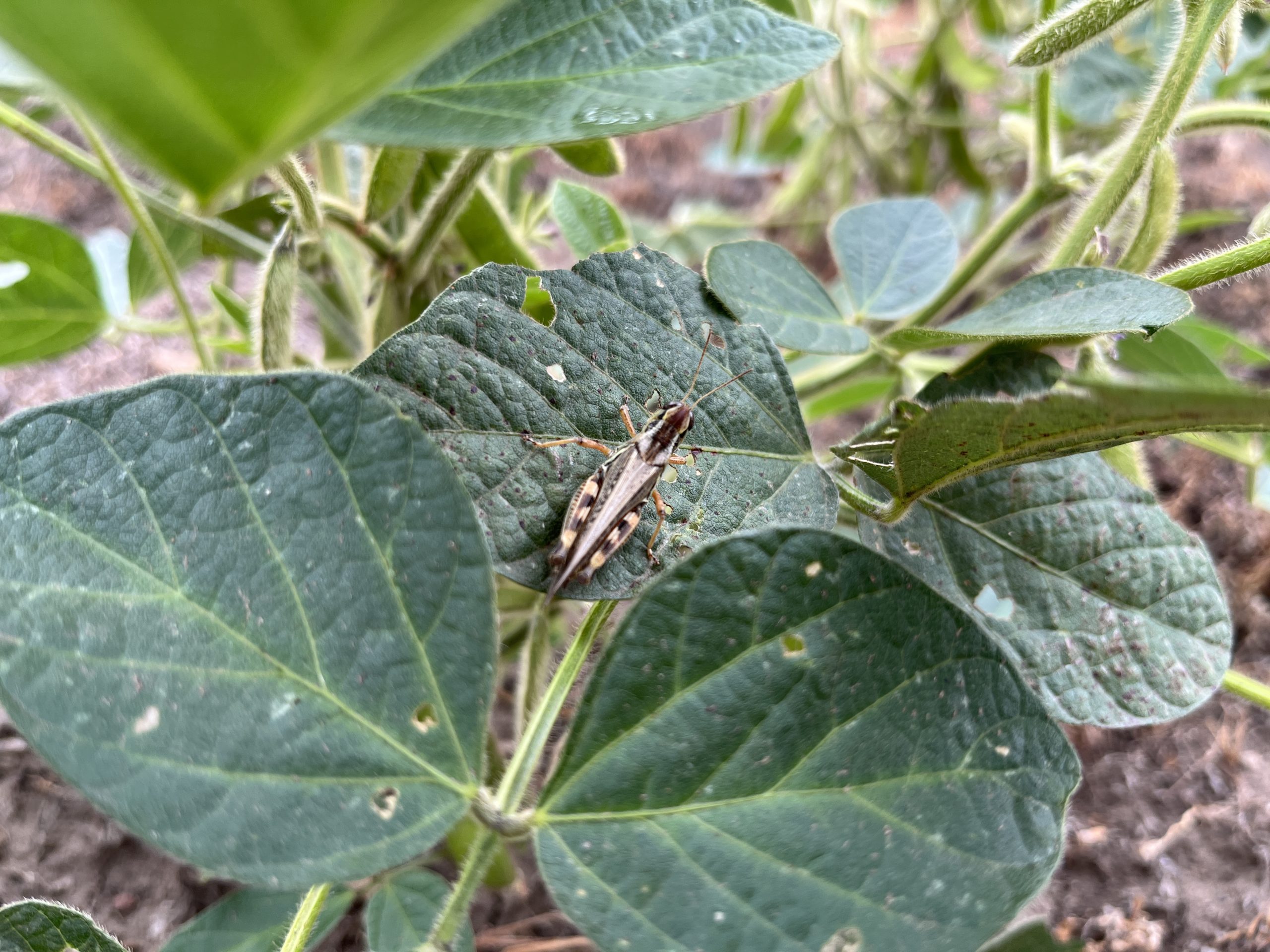 grasshopper on a soybean plant