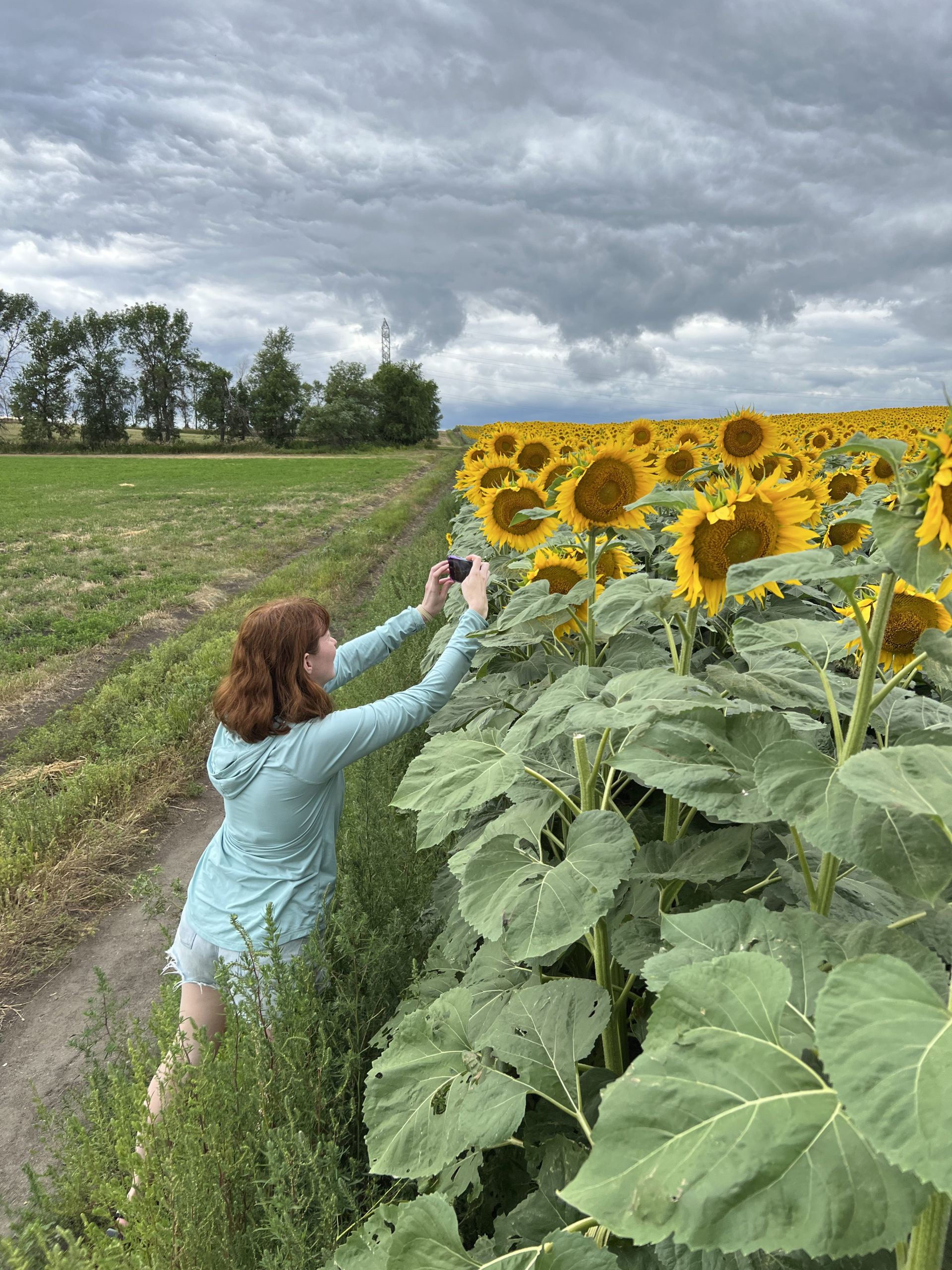 Catherine taking sunflower pictures