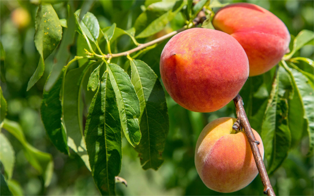 Peaches on a tree branch